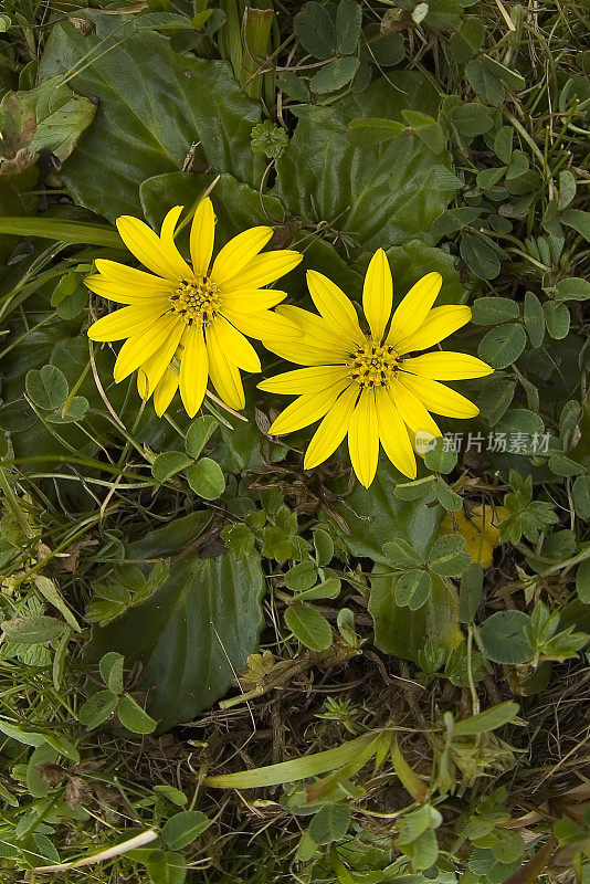 Haplocarpha rueppellii是一种非常低到低(1-8厘米高)的多年生植物，有完整的叶片和短茎，黄色花序的地面莲座丛，包含辐射状和盘状小花，被归为雏菊科。该物种是当地特有的